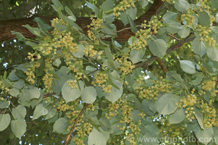 Silver Lime (<i>Tilia tomentosa</i>), a southeast European deciduous tree that grows to around 35m tall As seen here, the undersides of its leaves bear a silvery-grey indumentum and its nectar-rich flowers are abundant in summer. Order: Malvales, Family: Malvaceae