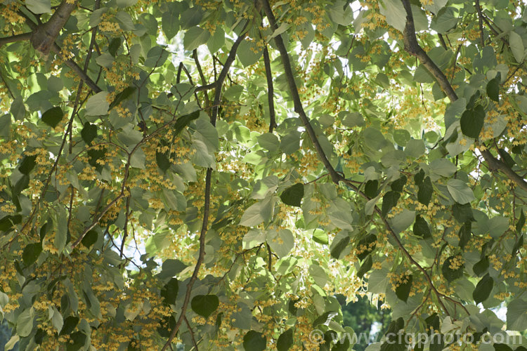 Silver Lime (<i>Tilia tomentosa</i>), a southeast European deciduous tree that grows to around 35m tall As seen here, the undersides of its leaves bear a silvery-grey indumentum and its nectar-rich flowers are abundant in summer. Order: Malvales, Family: Malvaceae
