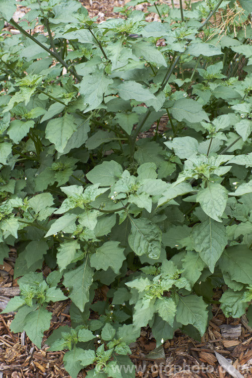 Black Nightshade or Common Nightshade (<i>Solanum nigrum</i>), a widespread weed originally native to Eurasia but now naturalised through most of the temperate zones. Its white flowers are followed by rounded black or yellow berries that are toxic but which should not be confused with Deadly. Nightshade (<i>Atropa belladonna</i>). solanum-2141htm'>Solanum.