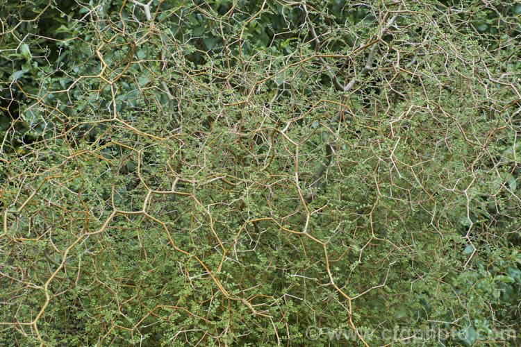 The wiry, tangled branches of a seedling of Kowhai (<i>Sophora microphylla</i>), a briefly deciduous spring-flowering New Zealand tree that grows to around 10m tall This species also occurs in Chile and the distance between these two locations is testament to the ability of the seeds to survive in saltwater. sophora-2142htm'>Sophora.