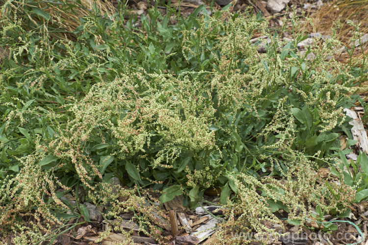 Sheep's Sorrel, Red Sorrel or Sour. Weed (<i>Rumex acetosella</i>), originally native to Eurasia but now widely naturalised, this low, spreading perennial has blunt-tipped arrowhead-shaped leaves and wiry stems with minute red flowers. In light soils, it can spread quite aggressively. Order: Caryophyllales, Family: Polygonaceae