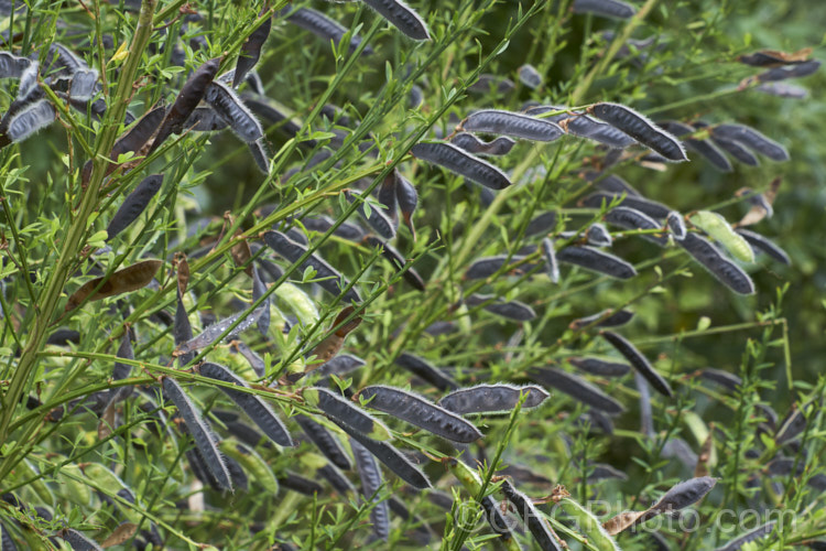 Spanish Broom (<i>Spartium junceum [syn. Genista juncea]) with ripe seedpods. This spring-flowering deciduous shrub was originally found around the Mediterranean but now widely naturalised and considered a weed in many areas. The seedpods burst open and scatter the seeds when ripe. spartium-3537htm'>Spartium.