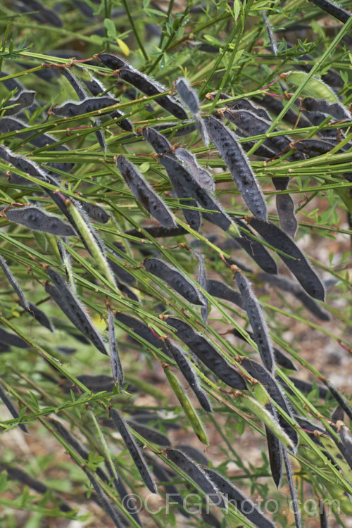 Spanish Broom (<i>Spartium junceum [syn. Genista juncea]) with ripe seedpods. This spring-flowering deciduous shrub was originally found around the Mediterranean but now widely naturalised and considered a weed in many areas. The seedpods burst open and scatter the seeds when ripe. spartium-3537htm'>Spartium.