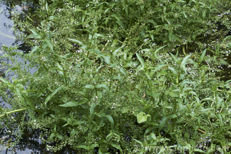 Water. Speedwell or Brook. Pimpernel (<i>Veronica anagallis-aquatica</i>), a marginal pond plant with decumbent stems that strike roots as the spread. It is a perennial that is so widely naturalised that its true native range is difficult to establish. Its spikes of tiny pale blue flowers open in summer. The stems can grow to over 1m tall