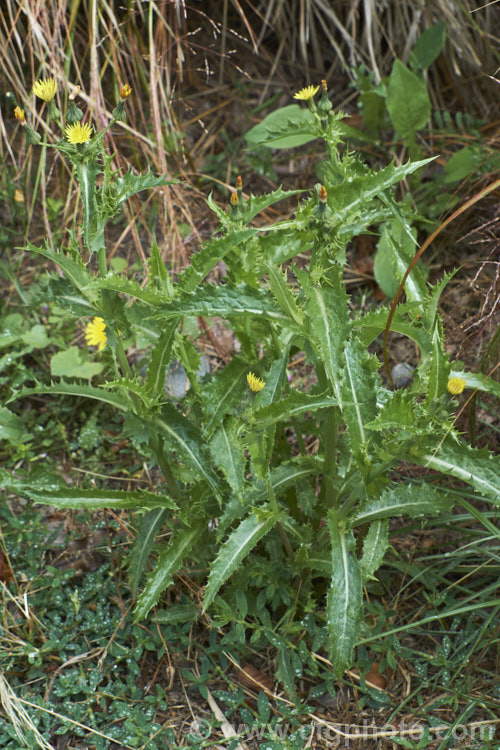 Prickly Sow Thistle (<i>Sonchus asper</i>), an annual daisy that has thick, lustrous, slightly glaucous leaves with lobes that are tipped with relatively soft spines. Although nowhere near as aggressive as those of most thistles, the spines distinguish this species from most others in the genus. Sonchus.