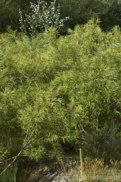 Osier or Basket Willow (<i>Salix viminalis</i>), a 6-9m tall, deciduous shrub or small tree found naturally from southern England to the Himalayas. It is often coppiced to produce very pliable young stems that are used for basketry and wicker work. Osier will grow in poor soils and is a good accumulator of soil toxins, making it a first choice for phytoremediation of contaminated soils