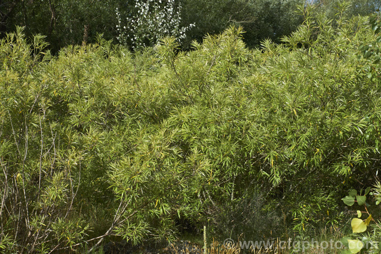 Osier or Basket Willow (<i>Salix viminalis</i>), a 6-9m tall, deciduous shrub or small tree found naturally from southern England to the Himalayas. It is often coppiced to produce very pliable young stems that are used for basketry and wicker work. Osier will grow in poor soils and is a good accumulator of soil toxins, making it a first choice for phytoremediation of contaminated soils