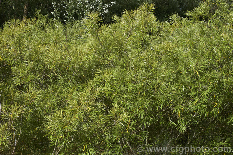 Osier or Basket Willow (<i>Salix viminalis</i>), a 6-9m tall, deciduous shrub or small tree found naturally from southern England to the Himalayas. It is often coppiced to produce very pliable young stems that are used for basketry and wicker work. Osier will grow in poor soils and is a good accumulator of soil toxins, making it a first choice for phytoremediation of contaminated soils