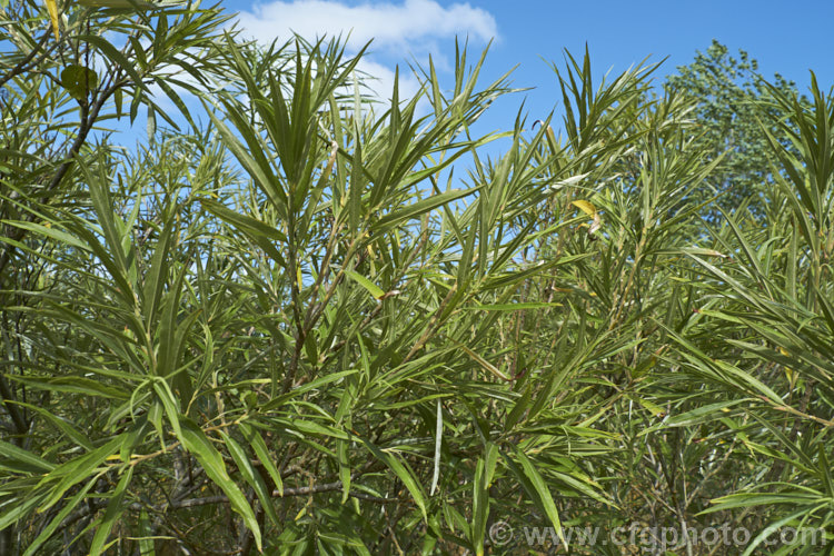 Osier or Basket Willow (<i>Salix viminalis</i>), a 6-9m tall, deciduous shrub or small tree found naturally from southern England to the Himalayas. It is often coppiced to produce very pliable young stems that are used for basketry and wicker work. Osier will grow in poor soils and is a good accumulator of soil toxins, making it a first choice for phytoremediation of contaminated soils