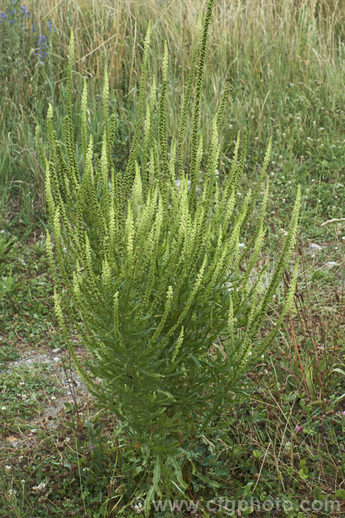 Wild Mignonette (<i>Reseda luteola</i>), an 50cm-13m high annual or short-lived perennial originally found from Europe to central Asia. It is sometimes cultivated as a cottage garden plant and also naturalises freely