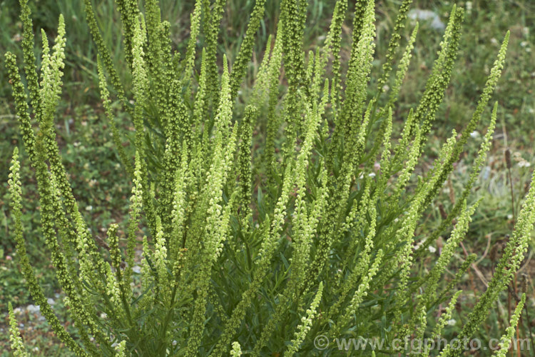 Wild Mignonette (<i>Reseda luteola</i>), an 50cm-13m high annual or short-lived perennial originally found from Europe to central Asia. It is sometimes cultivated as a cottage garden plant and also naturalises freely