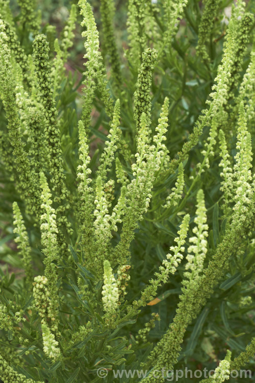 Wild Mignonette (<i>Reseda luteola</i>), an 50cm-13m high annual or short-lived perennial originally found from Europe to central Asia. It is sometimes cultivated as a cottage garden plant and also naturalises freely