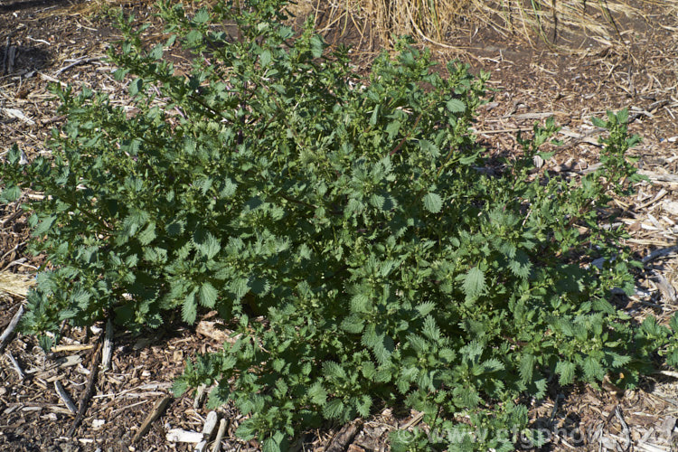 Small. Nettle or Stinging. Nettle (<i>Urtica urens</i>), a widely naturalised. Northern Hemisphere annual that is usually seen as a weed of cultivated ground. Its stinging hairs have a strongly irritant effect. The plant is sometimes used as a vegetable, as cooking destroys the sting. The tiny white flowers are abundant but barely visible. umbilicus-2793htm'>Urtica. <a href='urticaceae-plant-family-photoshtml'>Urticaceae</a>.