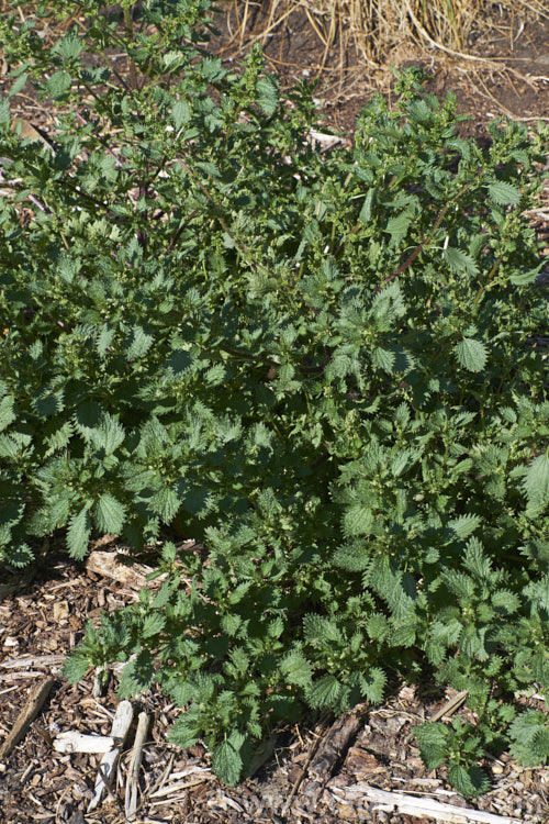 Small. Nettle or Stinging. Nettle (<i>Urtica urens</i>), a widely naturalised. Northern Hemisphere annual that is usually seen as a weed of cultivated ground. Its stinging hairs have a strongly irritant effect. The plant is sometimes used as a vegetable, as cooking destroys the sting. The tiny white flowers are abundant but barely visible. umbilicus-2793htm'>Urtica. <a href='urticaceae-plant-family-photoshtml'>Urticaceae</a>.