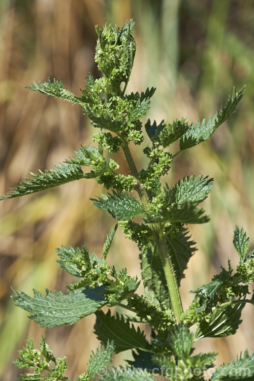 Small. Nettle or Stinging. Nettle (<i>Urtica urens</i>), a widely naturalised. Northern Hemisphere annual that is usually seen as a weed of cultivated ground. Its stinging hairs have a strongly irritant effect. The plant is sometimes used as a vegetable, as cooking destroys the sting. The tiny white flowers are abundant but barely visible. umbilicus-2793htm'>Urtica. <a href='urticaceae-plant-family-photoshtml'>Urticaceae</a>.