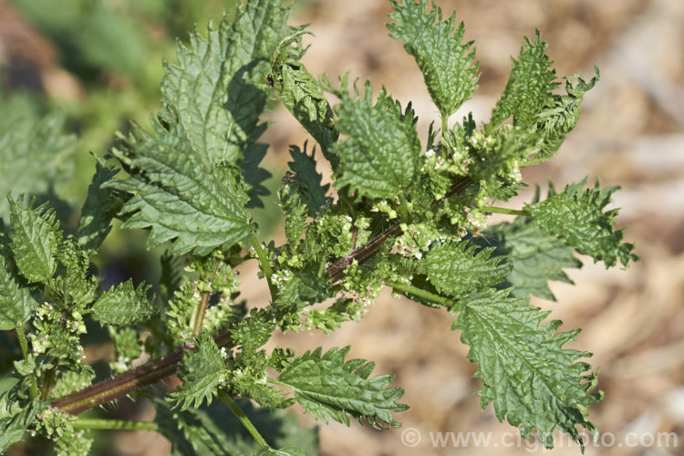 Small. Nettle or Stinging. Nettle (<i>Urtica urens</i>), a widely naturalised. Northern Hemisphere annual that is usually seen as a weed of cultivated ground. Its stinging hairs have a strongly irritant effect. The plant is sometimes used as a vegetable, as cooking destroys the sting. The tiny white flowers are abundant but barely visible. umbilicus-2793htm'>Urtica. <a href='urticaceae-plant-family-photoshtml'>Urticaceae</a>.