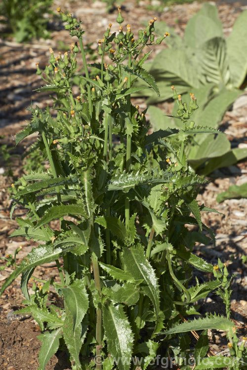 Prickly Sow Thistle (<i>Sonchus asper</i>), an annual daisy that has thick, lustrous, slightly glaucous leaves with lobes that are tipped with relatively soft spines. Although nowhere near as aggressive as those of most thistles, the spines distinguish this species from most others in the genus. Sonchus.