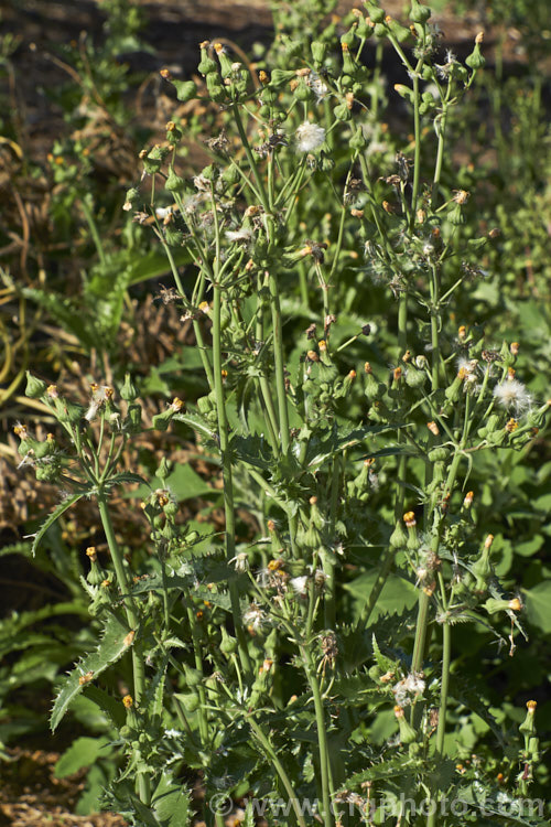 Prickly Sow Thistle (<i>Sonchus asper</i>), an annual daisy that has thick, lustrous, slightly glaucous leaves with lobes that are tipped with relatively soft spines. Although nowhere near as aggressive as those of most thistles, the spines distinguish this species from most others in the genus. Sonchus.