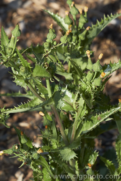 Prickly Sow Thistle (<i>Sonchus asper</i>), an annual daisy that has thick, lustrous, slightly glaucous leaves with lobes that are tipped with relatively soft spines. Although nowhere near as aggressive as those of most thistles, the spines distinguish this species from most others in the genus. Sonchus.