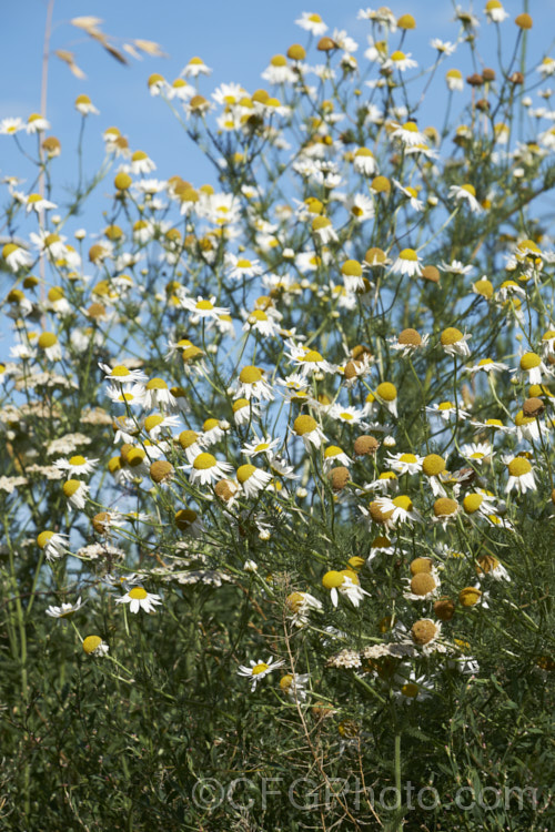 Scentless. Chamomile or Scentless. Mayweed (<i>Tripleurospermum inodorum [syn. Matricaria inodora]), an annual or short-lived perennial originally native to Eurasia but now widely naturalised in the temperate zones. In many places it is considered to be a weed, usually of waste ground. Without very close examination, it can be very difficult to differentiate between the various. Anthemis, Chamaemelum, Matricaria, Tripleurospermum. The dome-shaped rather than conical receptacles of the mature flowerheads, as seen here, are one of the identifying characteristics of Tripleurospermum inodorum. tripleurospermum-3530htm'>Tripleurospermum.