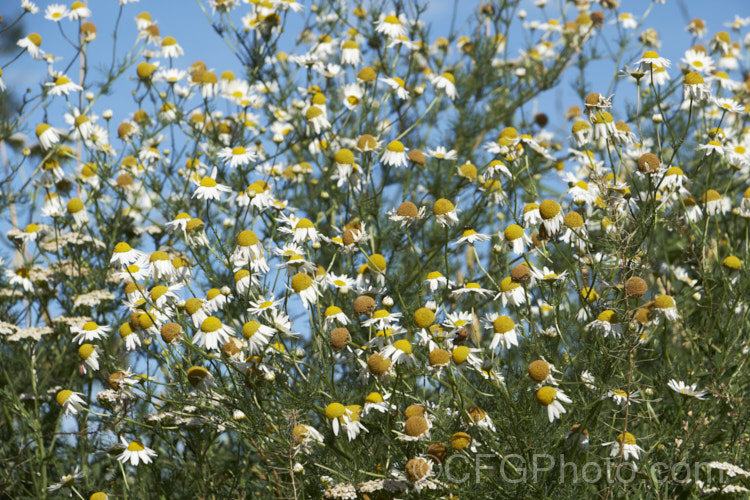 Scentless. Chamomile or Scentless. Mayweed (<i>Tripleurospermum inodorum [syn. Matricaria inodora]), an annual or short-lived perennial originally native to Eurasia but now widely naturalised in the temperate zones. In many places it is considered to be a weed, usually of waste ground. Without very close examination, it can be very difficult to differentiate between the various. Anthemis, Chamaemelum, Matricaria, Tripleurospermum. The dome-shaped rather than conical receptacles of the mature flowerheads, as seen here, are one of the identifying characteristics of Tripleurospermum inodorum. tripleurospermum-3530htm'>Tripleurospermum.