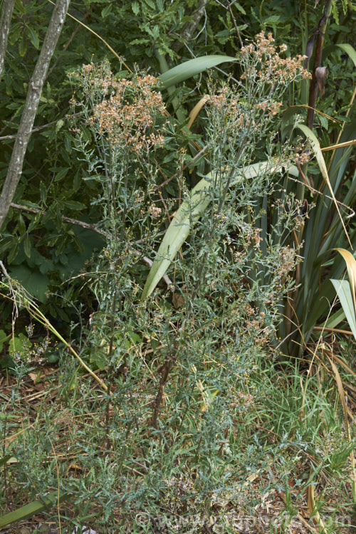 Cotton. Fireweed or Cotton. Burnweed (<i>Senecio quadridentatus</i>), a 40-100cm high perennial, often short-lived, with silvery, downy foliage and petalless flowerheads. It is native to Australia and New Zealand, including the Chatham Islands. It is often considered a weed, even in its native range. senecio-3303htm'>Senecio.