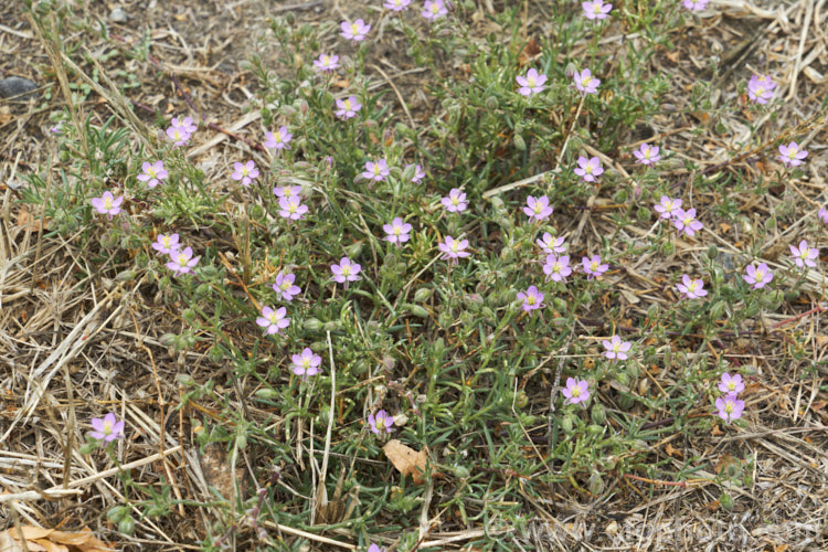 Rock Sea-Spurrey (<i>Spergularia rupicola</i>), a very small, spreading, prostrate, short-lived perennial with green to grey-green foliage and tiny, 4-petalled pink flowers that open from late spring. While sometimes cultivated in rockeries, it is most often seen as a wildflower or minor weed. It occurs naturally around the coast of Ireland and western Britain and has naturalised in other areas. spergularia-3322htm'>Spergularia. Order: Caryophyllales, Family: Caryophyllaceae