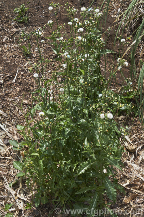 Prickly Sow Thistle (<i>Sonchus asper</i>), an annual daisy that has thick, lustrous, slightly glaucous leaves with lobes that are tipped with relatively soft spines. Although nowhere near as aggressive as those of most thistles, the spines distinguish this species from most others in the genus. Sonchus.