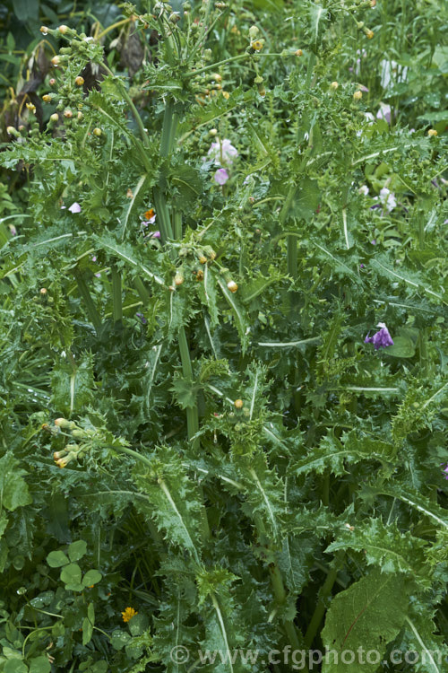 Prickly Sow Thistle (<i>Sonchus. Asper</i>), an annual daisy that has thick, lustrous, slightly glaucous leaves with lobes that are tipped with relatively soft spines. Although nowhere near as aggressive as those of most thistles, the spines distinguish this species from most others in the genus. Sonchus.