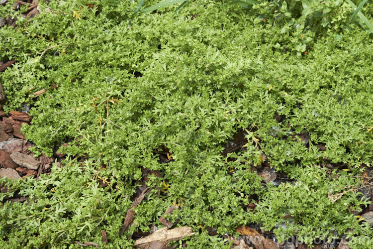 Bindi Weed, Onehunga Weed, Burr Weed or Prickle. Weed (<i>Soliva sessilis</i>), an annual weed often found in lawns, where its spine tipped leaves and seeds can make walking bare-footed very unpleasant. The ferny foliage develops in spring, as do the inconspicuous flowerheads; it is a daisy. Originally native to South America, it is now widely naturalised and considered a weed.