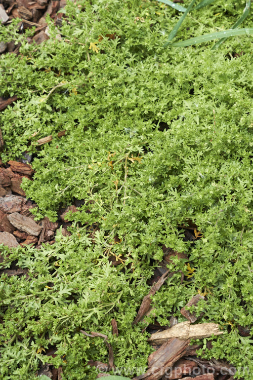 Bindi Weed, Onehunga Weed, Burr Weed or Prickle. Weed (<i>Soliva sessilis</i>), an annual weed often found in lawns, where its spine tipped leaves and seeds can make walking bare-footed very unpleasant. The ferny foliage develops in spring, as do the inconspicuous flowerheads; it is a daisy. Originally native to South America, it is now widely naturalised and considered a weed.