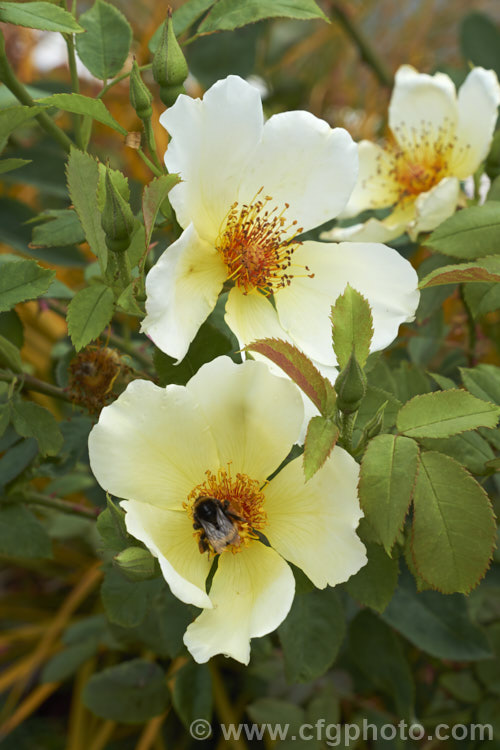 Rosa 'Mermaid' (<i>Rosa bracteata x unknown. Tea rose</i>), a vigorous climber raised by Paul of Britain in 1918. It can grow to over 8m high and wide, blooms in early summer, flowers again in early autumn and has a strong fragrance. Order: Rosales, Family: Rosaceae