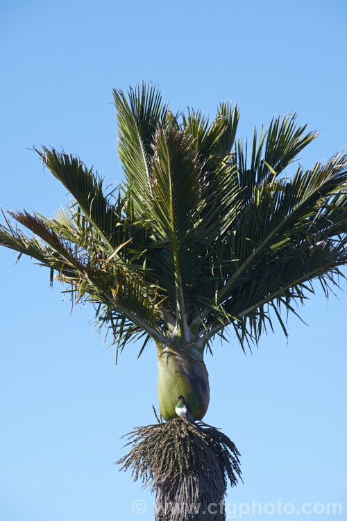 The crown of the Nikau Palm or Shaving Brush Palm (<i>Rhopalostylis sapida</i>), a New Zealand feather palm also found at 44S in the Chatham Islands, making it the southernmost palm. The bird is the New Zealand Woodpigeon (<i>Hemiphaga novaeseelandiae</i>), which is sitting on a perch made from the thatch of current and old palm flower stalks