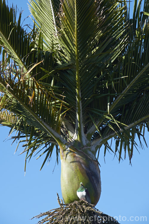 The crown of the Nikau Palm or Shaving Brush Palm (<i>Rhopalostylis sapida</i>), a New Zealand feather palm also found at 44S in the Chatham Islands, making it the southernmost palm. The bird is the New Zealand Woodpigeon (<i>Hemiphaga novaeseelandiae</i>), which is sitting on a perch made from the thatch of current and old palm flower stalks