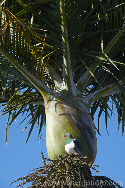 The crown of the Nikau Palm or Shaving Brush Palm (<i>Rhopalostylis sapida</i>), a New Zealand feather palm also found at 44S in the Chatham Islands, making it the southernmost palm. The bird is the New Zealand Woodpigeon (<i>Hemiphaga novaeseelandiae</i>), which is sitting on a perch made from the thatch of current and old palm flower stalks