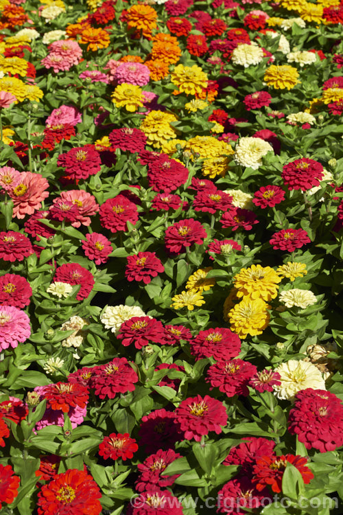 Dwarf double-flowered zinnia (<i>Zinnia elegans 'Distance' mix</i>), these large-flowered dwarf plants are typical of bedding zinnias, with a stocky habit, good rain-resistance and vibrant flower colours. Order: Asterales, Family: Asteraceae