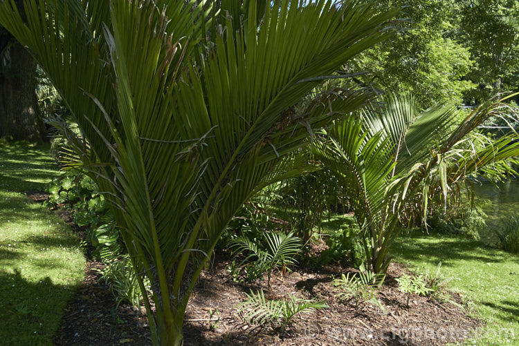 Nikau Palm or Shaving Brush Palm (<i>Rhopalostylis sapida</i>), a New Zealand feather palm also found at 44S in the Chatham Islands, making it the southernmost palm