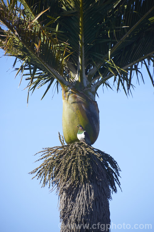 The crown of the Nikau Palm or Shaving Brush Palm (<i>Rhopalostylis sapida</i>), a New Zealand feather palm also found at 44S in the Chatham Islands, making it the southernmost palm. The bird is the New Zealand Woodpigeon (<i>Hemiphaga novaeseelandiae</i>), which is sitting on a perch made from the thatch of current and old palm flower stalks