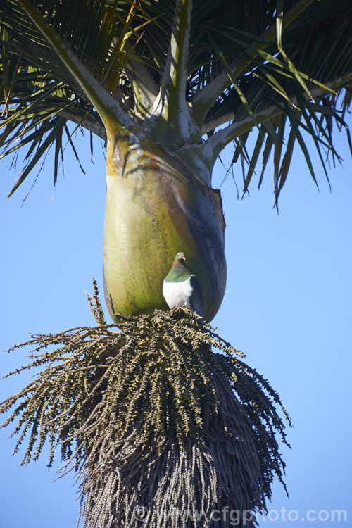 The crown of the Nikau Palm or Shaving Brush Palm (<i>Rhopalostylis sapida</i>), a New Zealand feather palm also found at 44S in the Chatham Islands, making it the southernmost palm. The bird is the New Zealand Woodpigeon (<i>Hemiphaga novaeseelandiae</i>), which is sitting on a perch made from the thatch of current and old palm flower stalks