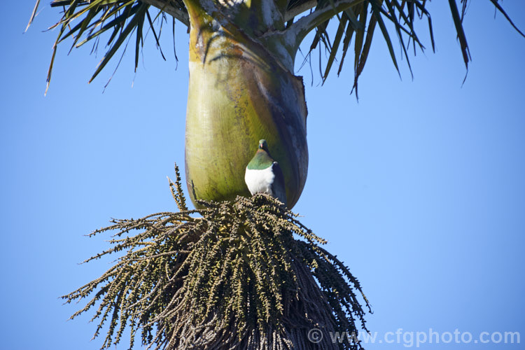 The crown of the Nikau Palm or Shaving Brush Palm (<i>Rhopalostylis sapida</i>), a New Zealand feather palm also found at 44S in the Chatham Islands, making it the southernmost palm. The bird is the New Zealand Woodpigeon (<i>Hemiphaga novaeseelandiae</i>), which is sitting on a perch made from the thatch of current and old palm flower stalks