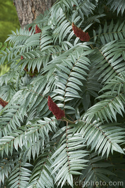 Stag's Horn. Sumach (<i>Rhus typhina</i>), a deciduous shrub or small tree up to 6m high and wide, native to temperate eastern North America. It is known for its vivid autumn foliage colours and the velvety red fruiting heads (shown here</i>) that develop from tiny yellow-green flowers. rhus-2719htm'>Rhus. <a href='anacardiaceae-plant-family-photoshtml'>Anacardiaceae</a>.