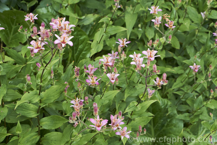 Tricyrtis formosana, a Toad. Lily native to Taiwan. Toad lilies are sprawling autumn-flowering perennials native to temperate. East Asia. Tricyrtis formosana can reach 12m high and up to 2m wide and its somewhat downy foliage remains deep green further into autumn than that of most species. tricyrtis-2303htm'>Tricyrtis. <a href='liliaceae-plant-family-photoshtml'>Liliaceae</a>.