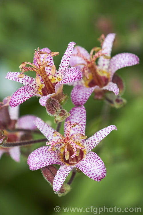 Tricyrtis formosana, a Toad. Lily native to Taiwan. Toad lilies are sprawling autumn-flowering perennials native to temperate. East Asia. Tricyrtis formosana can reach 12m high and up to 2m wide and its somewhat downy foliage remains deep green further into autumn than that of most species. tricyrtis-2303htm'>Tricyrtis. <a href='liliaceae-plant-family-photoshtml'>Liliaceae</a>.