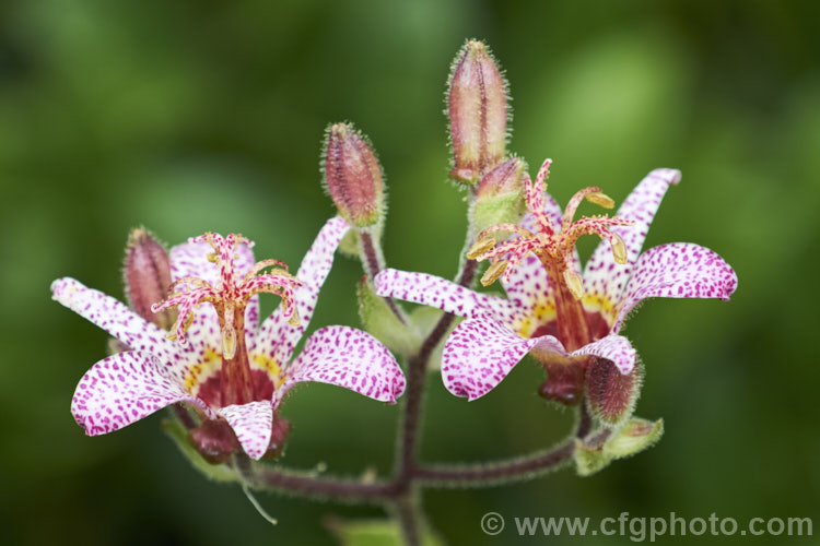 Tricyrtis formosana, a Toad. Lily native to Taiwan. Toad lilies are sprawling autumn-flowering perennials native to temperate. East Asia. Tricyrtis formosana can reach 12m high and up to 2m wide and its somewhat downy foliage remains deep green further into autumn than that of most species. tricyrtis-2303htm'>Tricyrtis. <a href='liliaceae-plant-family-photoshtml'>Liliaceae</a>.