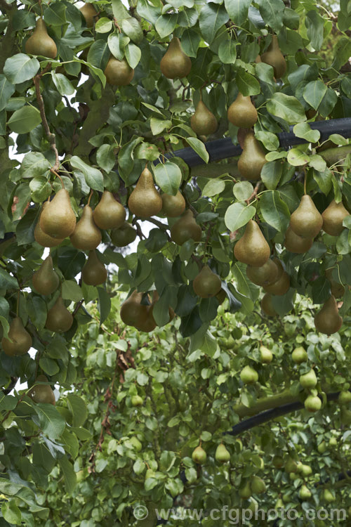 Ripening 'Beurre Bosc' pears (<i>Pyrus communis 'Beurre Bosc'). Also known as Bosc or Royal Beurre Bosc, this is a russet-skinned pear with a rather narrow neck. It has a rather grainy flesh but keeps well and has an excellent flavour. The pear in the background is 'Williams' Bon Chretian' (also known as Williams Pear or Bartlett Pear</i>). Order: Rosales, Family: Rosaceae