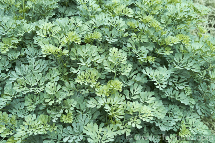 Common Rue or Herb of Grace (<i>Ruta graveolens</i>), a glaucous, 20-50cm tall subshrub found from southeastern Europe to the Balkans. It has medicinal uses but can be toxic. Order: Sapindales, Family: Rutaceae