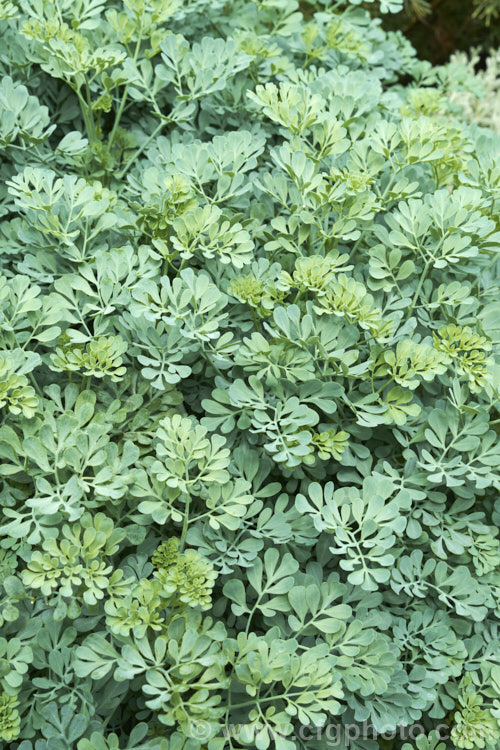 Common Rue or Herb of Grace (<i>Ruta graveolens</i>), a glaucous, 20-50cm tall subshrub found from southeastern Europe to the Balkans. It has medicinal uses but can be toxic. Order: Sapindales, Family: Rutaceae