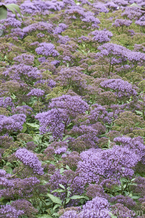 Trachelium caeruleum 'Passion in Violet', a compact strain of a woody-stemmed western and central Mediterranean perennial that is often treated as a summer annual 'Passion in Violet' is around 40cm high, as opposed to the species, which can grow to over 1m tall trachelium-3361htm'>Trachelium. <a href='campanulaceae-plant-family-photoshtml'>Campanulaceae</a>.