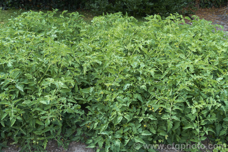 Bush tomatoes (<i>Solanum lycopersicum [syn. Lycopersicon esculentum]). These tomatoes have indeterminate growth, which means they do not need to be trained on stakes or wires. When grown commercially they are usually destined for the sauces and pickles market. Unlike tomatoes grown for the table, they are often mechanically harvested, which helps keep the costs down for the relatively low-return process market. solanum-2141htm'>Solanum. Order: Solanales</a>