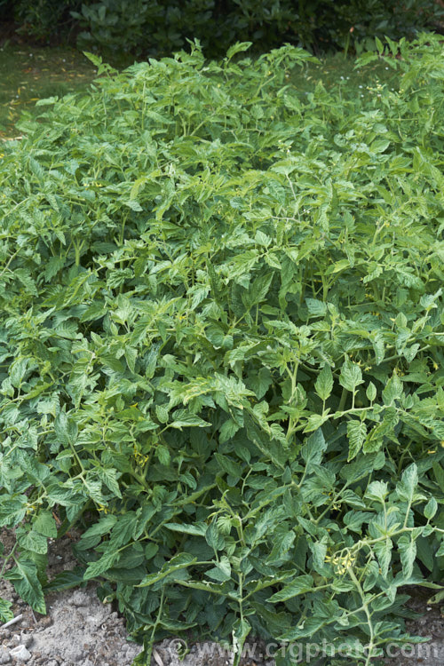 Bush tomatoes (<i>Solanum lycopersicum [syn. Lycopersicon esculentum]). These tomatoes have indeterminate growth, which means they do not need to be trained on stakes or wires. When grown commercially they are usually destined for the sauces and pickles market. Unlike tomatoes grown for the table, they are often mechanically harvested, which helps keep the costs down for the relatively low-return process market. solanum-2141htm'>Solanum. Order: Solanales</a>